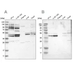Merck Anti-WDR53 antibody produced in rabbit