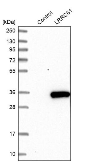 Merck Anti-LRRC61 antibody produced in rabbit