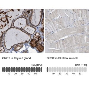 Merck Anti-CROT antibody produced in rabbit