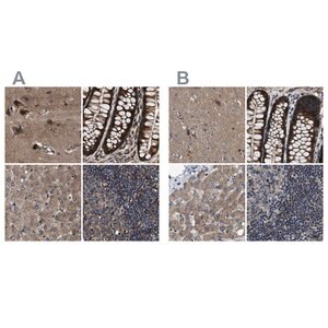 Merck Anti-PPWD1 antibody produced in rabbit