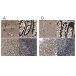 Merck Anti-PPWD1 antibody produced in rabbit