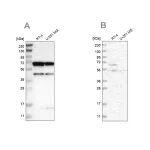 Merck Anti-CROT antibody produced in rabbit