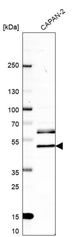 Merck Anti-RFFL antibody produced in rabbit