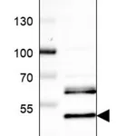 Merck Anti-RFFL antibody produced in rabbit