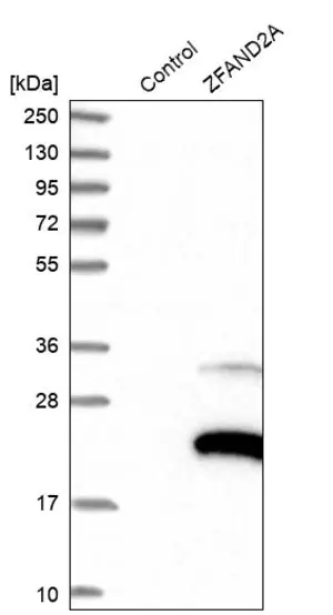 Merck Anti-ZFAND2A antibody produced in rabbit