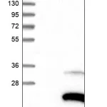 Merck Anti-ZFAND2A antibody produced in rabbit