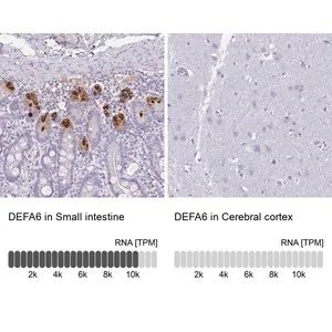 Merck Anti-DEFA6 antibody produced in rabbit