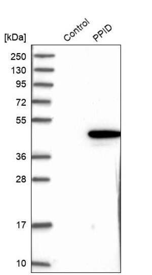Merck Anti-PPID antibody produced in rabbit