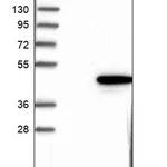 Merck Anti-PPID antibody produced in rabbit