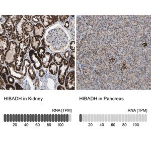 Merck Anti-HIBADH antibody produced in rabbit