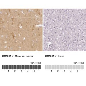 Merck Anti-KCNH1 antibody produced in rabbit