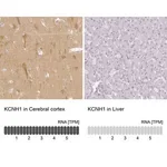 Merck Anti-KCNH1 antibody produced in rabbit