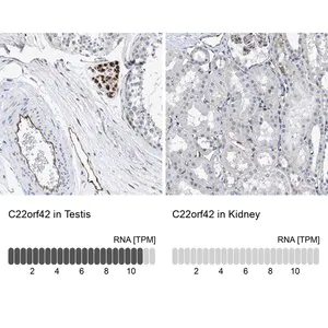 Merck Anti-C22orf42 antibody produced in rabbit