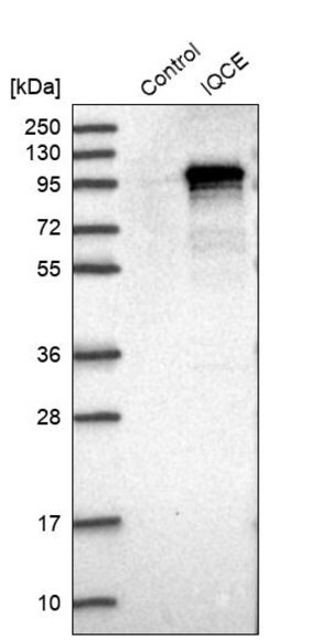 Merck Anti-IQCE antibody produced in rabbit
