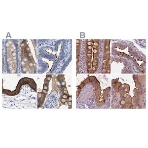 Merck Anti-ANXA13 antibody produced in rabbit