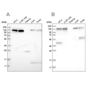 Merck Anti-ERC1 antibody produced in rabbit