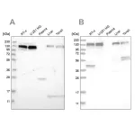 Merck Anti-ERC1 antibody produced in rabbit