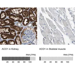 Merck Anti-ACO1 antibody produced in rabbit