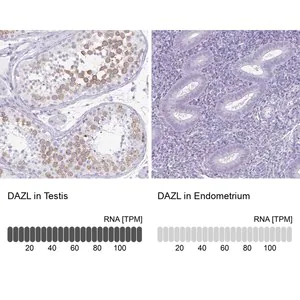 Merck Anti-DAZL antibody produced in rabbit