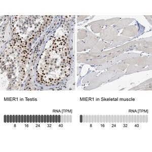 Merck Anti-MIER1 antibody produced in rabbit