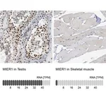 Merck Anti-MIER1 antibody produced in rabbit