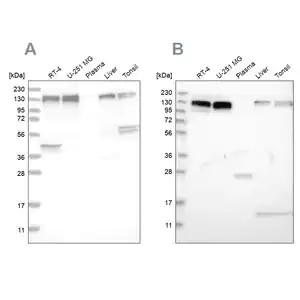 Merck Anti-ERC1 antibody produced in rabbit