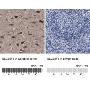 Merck Anti-SLC35F1 antibody produced in rabbit