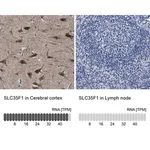 Merck Anti-SLC35F1 antibody produced in rabbit