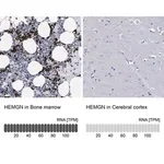 Merck Anti-HEMGN antibody produced in rabbit