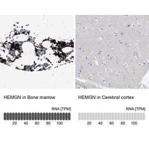 Merck Anti-HEMGN antibody produced in rabbit