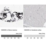 Merck Anti-HEMGN antibody produced in rabbit