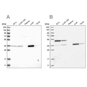 Merck Anti-CRYZ antibody produced in rabbit
