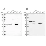 Merck Anti-CRYZ antibody produced in rabbit