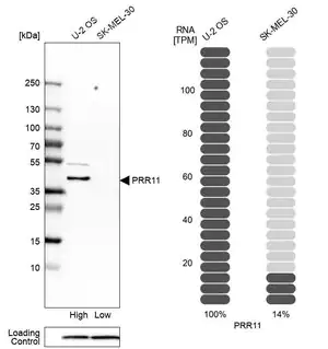 Merck Anti-PRR11 antibody produced in rabbit