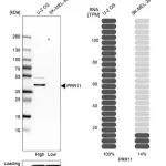 Merck Anti-PRR11 antibody produced in rabbit