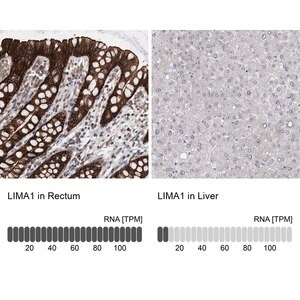 Merck Anti-LIMA1 antibody produced in rabbit