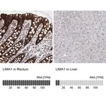 Merck Anti-LIMA1 antibody produced in rabbit