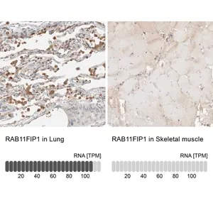 Merck Anti-RAB11FIP1 antibody produced in rabbit