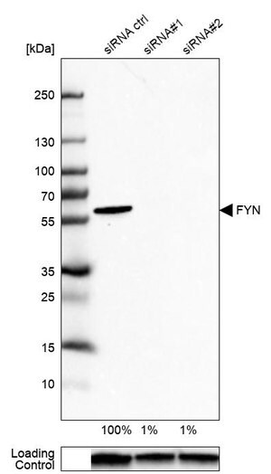 Merck Anti-FYN antibody produced in rabbit