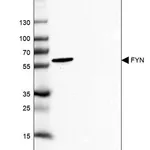 Merck Anti-FYN antibody produced in rabbit