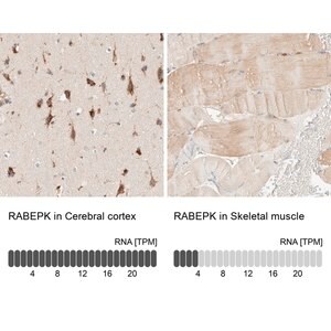 Merck Anti-RABEPK antibody produced in rabbit