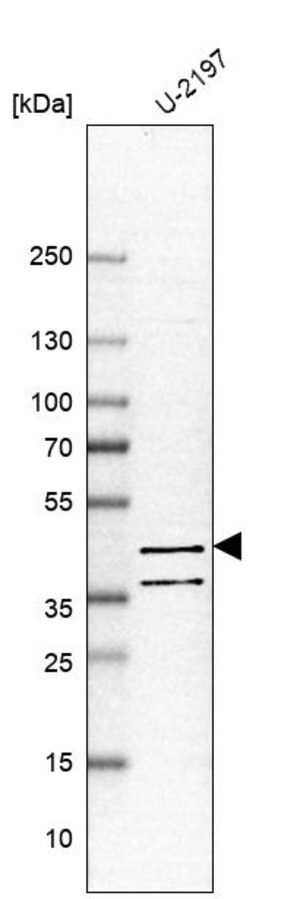 Merck Anti-PDE7B antibody produced in rabbit