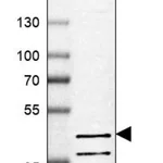 Merck Anti-PDE7B antibody produced in rabbit