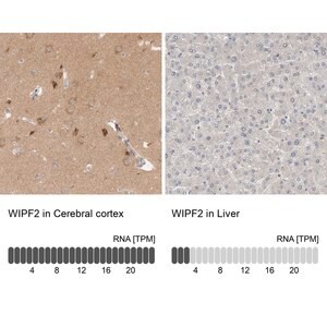 Merck Anti-WIPF2 antibody produced in rabbit