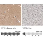 Merck Anti-WIPF2 antibody produced in rabbit