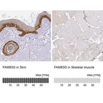 Merck Anti-FAM83G antibody produced in rabbit
