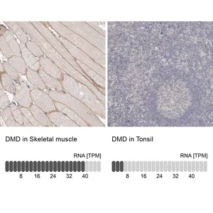 Merck Anti-DMD antibody produced in rabbit