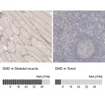 Merck Anti-DMD antibody produced in rabbit