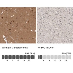 Merck Anti-WIPF2 antibody produced in rabbit