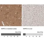 Merck Anti-WIPF2 antibody produced in rabbit